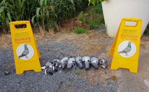 Comment se débarrasser définitivement des pigeons ?